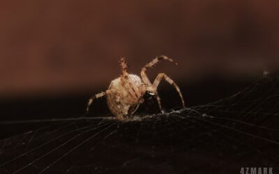 Araneus diadematus