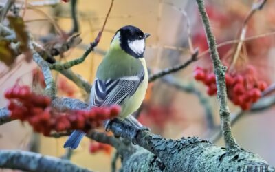 Parus Major