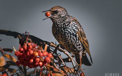 Sturnus Vulgaris