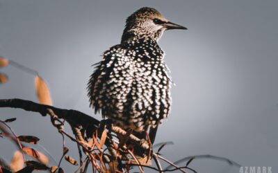 Sturnus Vulgaris