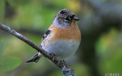 Fringilla Montifringilla